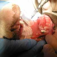 Zahnbehandlung beim Hund